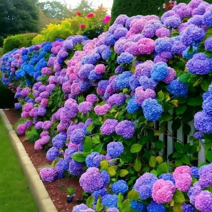 🌈 Kleurrijke Hortensia Zadenmix (60 stuks) – Prachtige en winterharde vaste plantenzaden