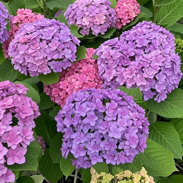 🌈 Kleurrijke Hortensia Zadenmix (60 stuks) – Prachtige en winterharde vaste plantenzaden