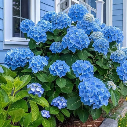 🌈 Kleurrijke Hortensia Zadenmix (60 stuks) – Prachtige en winterharde vaste plantenzaden