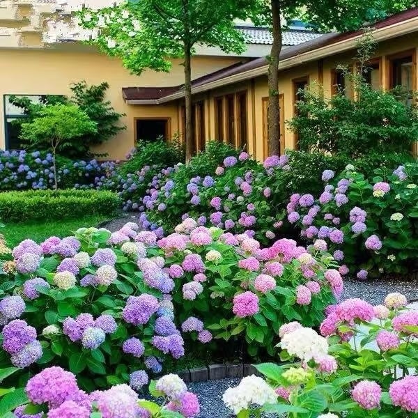 🌈 Kleurrijke Hortensia Zadenmix (60 stuks) – Prachtige en winterharde vaste plantenzaden