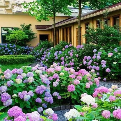 🌈 Kleurrijke Hortensia Zadenmix (60 stuks) – Prachtige en winterharde vaste plantenzaden