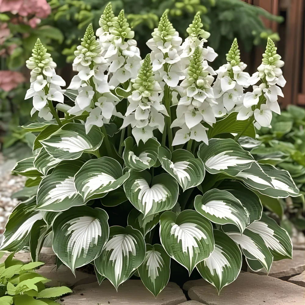 Hoogwaardige, zeldzame, onderhoudsarme premium planten