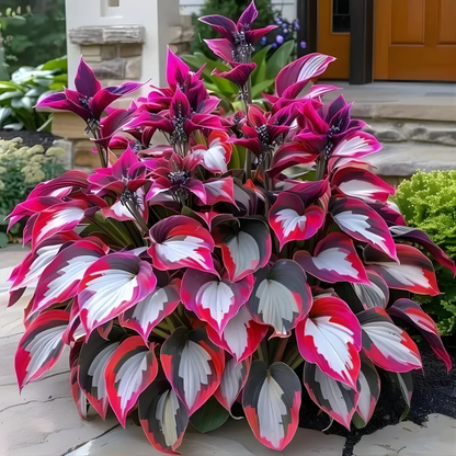 Hoogwaardige, zeldzame, onderhoudsarme premium planten