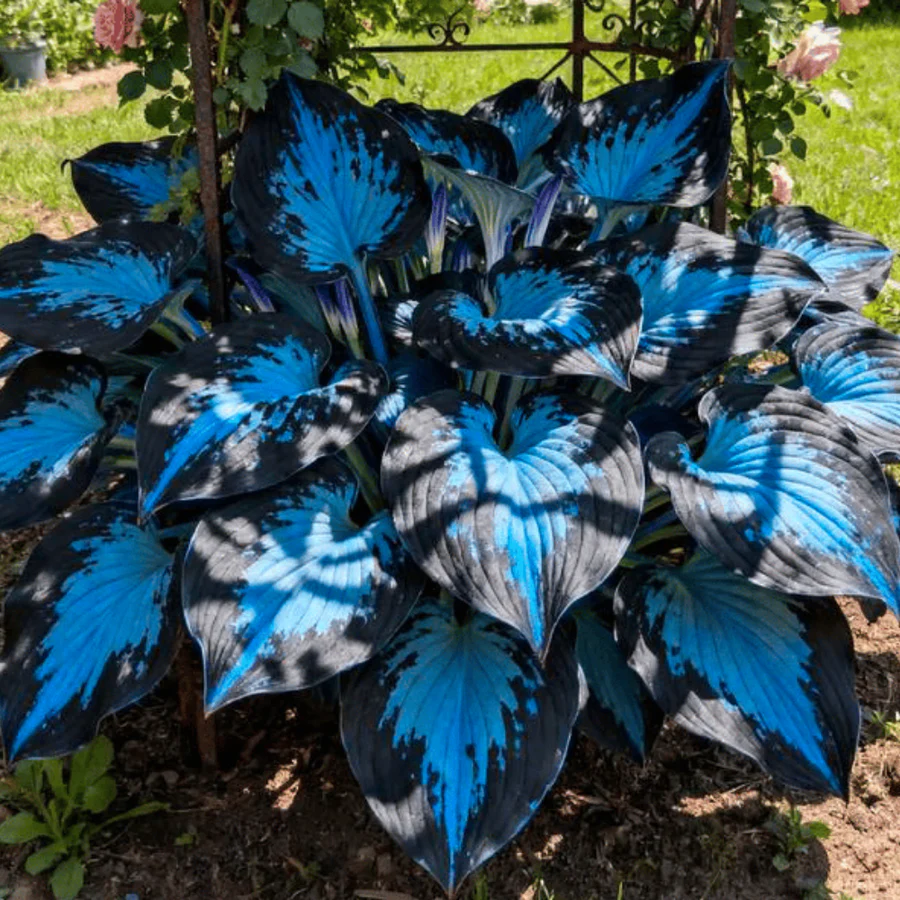 Hoogwaardige, zeldzame, onderhoudsarme premium planten