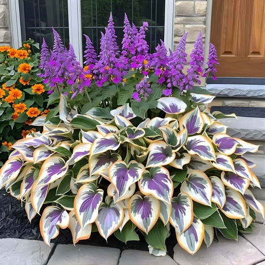 Hoogwaardige, zeldzame, onderhoudsarme premium planten