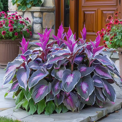 Hoogwaardige, zeldzame, onderhoudsarme premium planten