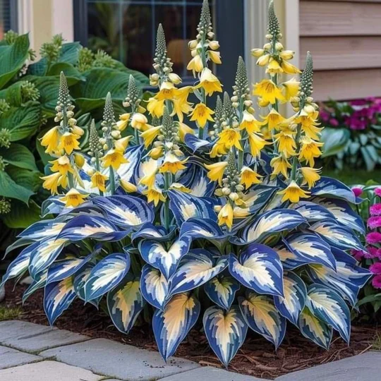 Hoogwaardige, zeldzame, onderhoudsarme premium planten