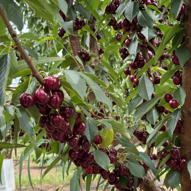 Zoete Kersen Zaden (50st - GMO-vrij)🌿(kunnen in de winter worden geplant)
