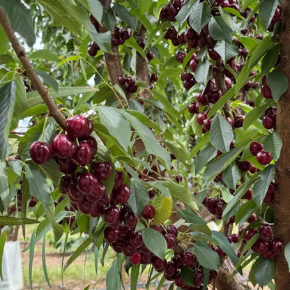 Zoete Kersen Zaden (50st - GMO-vrij)🌿(kunnen in de winter worden geplant)
