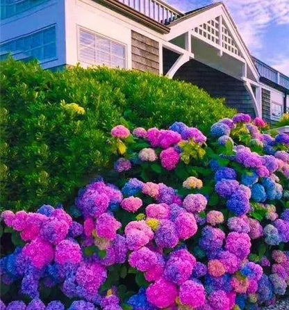 🌈 Kleurrijke Hortensia Zadenmix (60 stuks) – Prachtige en winterharde vaste plantenzaden