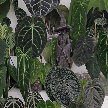 Taianomainen noitapatsas