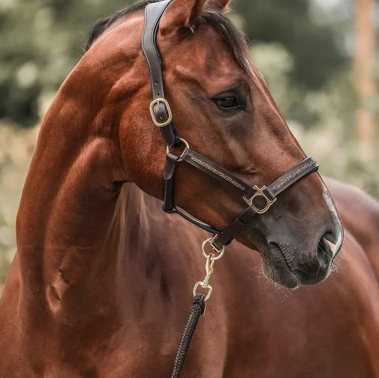 Ylellinen hevosystävien joulukalenteri (2025)