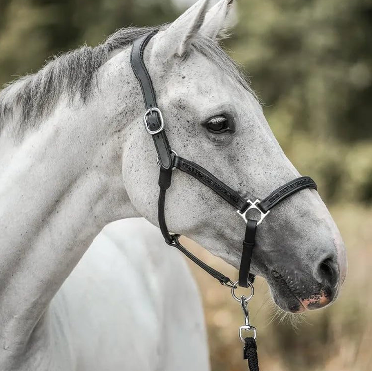 Ylellinen hevosystävien joulukalenteri (2025)