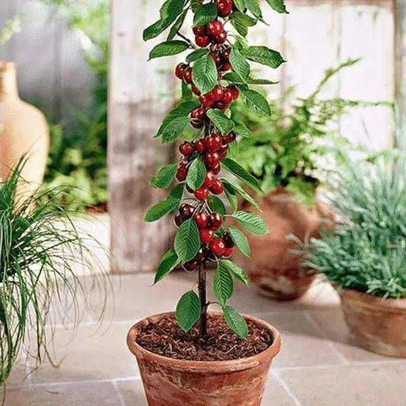 Zoete Kersen Zaden (50st - GMO-vrij)🌿(kunnen in de winter worden geplant)