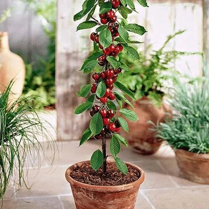 Zoete Kersen Zaden (50st - GMO-vrij)🌿(kunnen in de winter worden geplant)