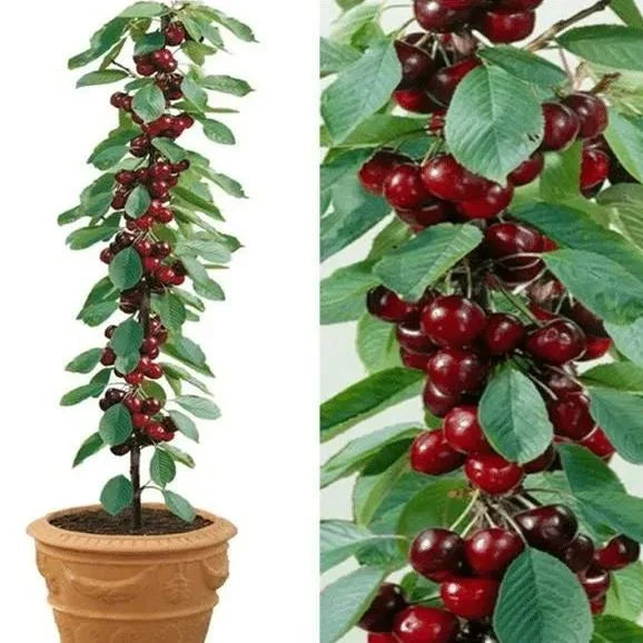 Zoete Kersen Zaden (50st - GMO-vrij)🌿(kunnen in de winter worden geplant)
