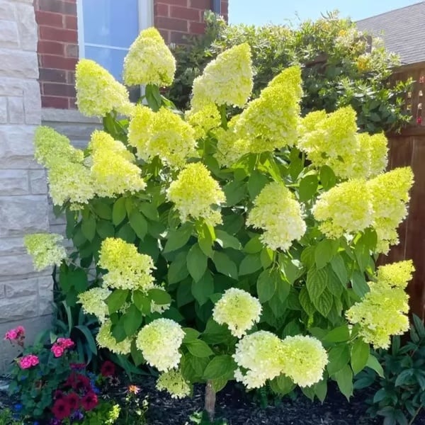 🌈 Kleurrijke Hortensia Zadenmix (60 stuks) – Prachtige en winterharde vaste plantenzaden