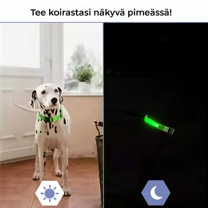Ladattava LED-koiran kaulapanta (USB:n kautta)