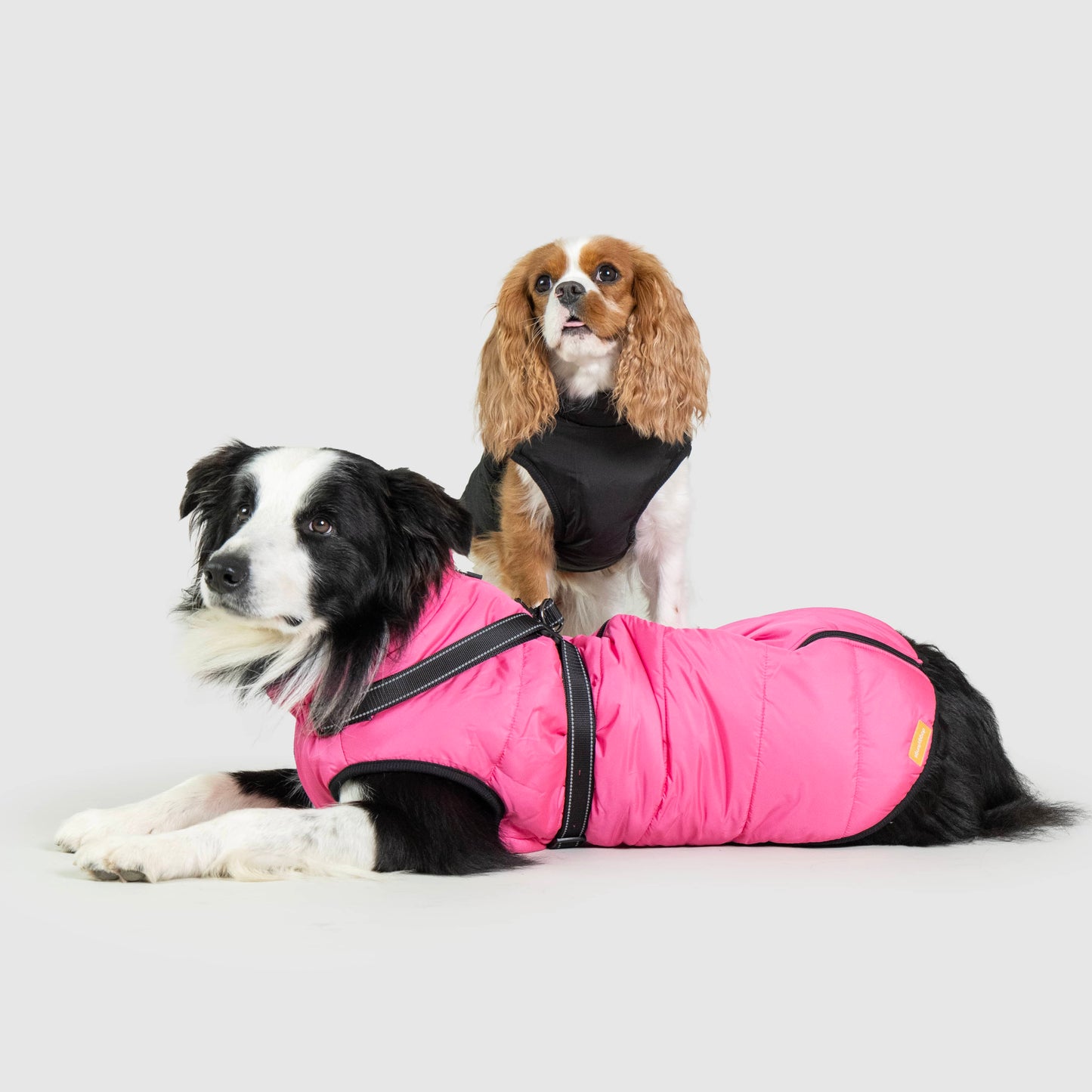 DoggyKings™ Hondenjas met Tuigje - Waterdicht & Warm (3-in-1 Design)