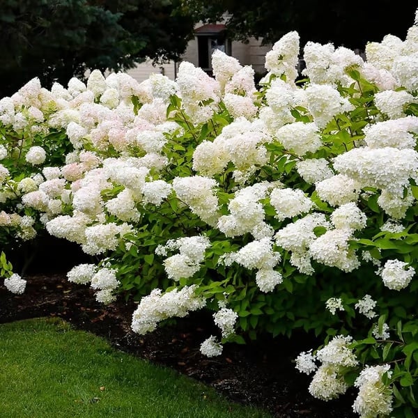 🌈 Kleurrijke Hortensia Zadenmix (60 stuks) – Prachtige en winterharde vaste plantenzaden