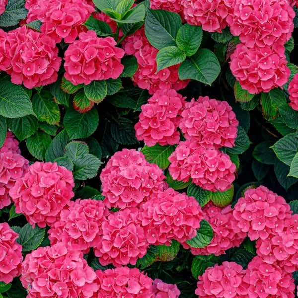 🌈 Kleurrijke Hortensia Zadenmix (60 stuks) – Prachtige en winterharde vaste plantenzaden