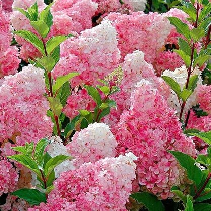 🌈 Kleurrijke Hortensia Zadenmix (60 stuks) – Prachtige en winterharde vaste plantenzaden