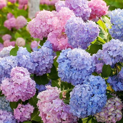🌈 Kleurrijke Hortensia Zadenmix (60 stuks) – Prachtige en winterharde vaste plantenzaden