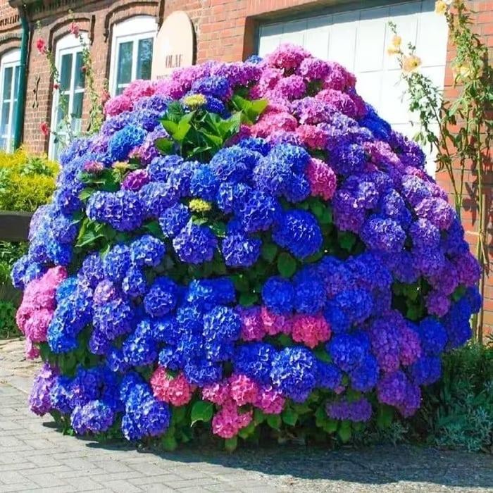 🌈 Kleurrijke Hortensia Zadenmix (60 stuks) – Prachtige en winterharde vaste plantenzaden