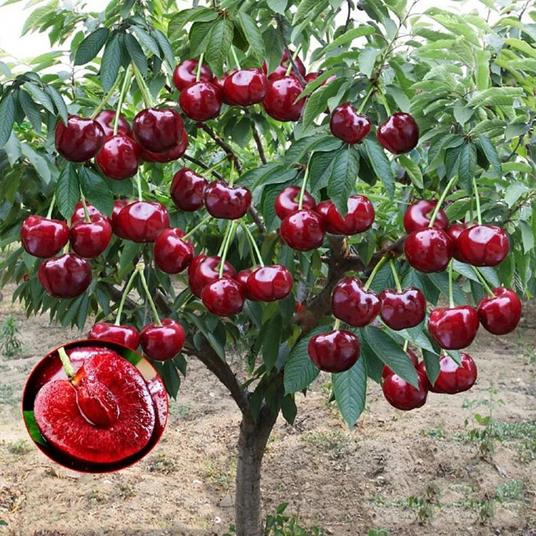 Zoete Kersen Zaden (50st - GMO-vrij)🌿(kunnen in de winter worden geplant)