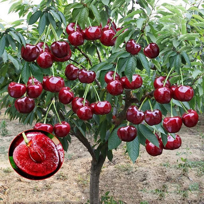 Zoete Kersen Zaden (50st - GMO-vrij)🌿(kunnen in de winter worden geplant)