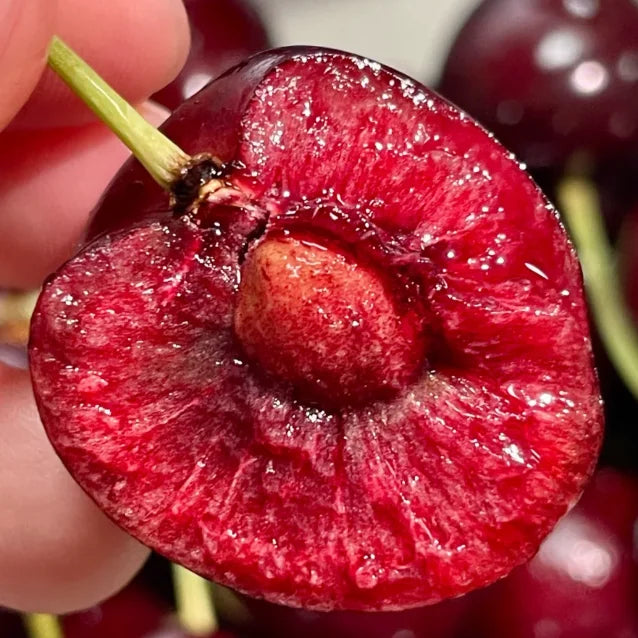 Zoete Kersen Zaden (50st - GMO-vrij)🌿(kunnen in de winter worden geplant)
