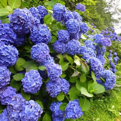 🌈 Kleurrijke Hortensia Zadenmix (60 stuks) – Prachtige en winterharde vaste plantenzaden