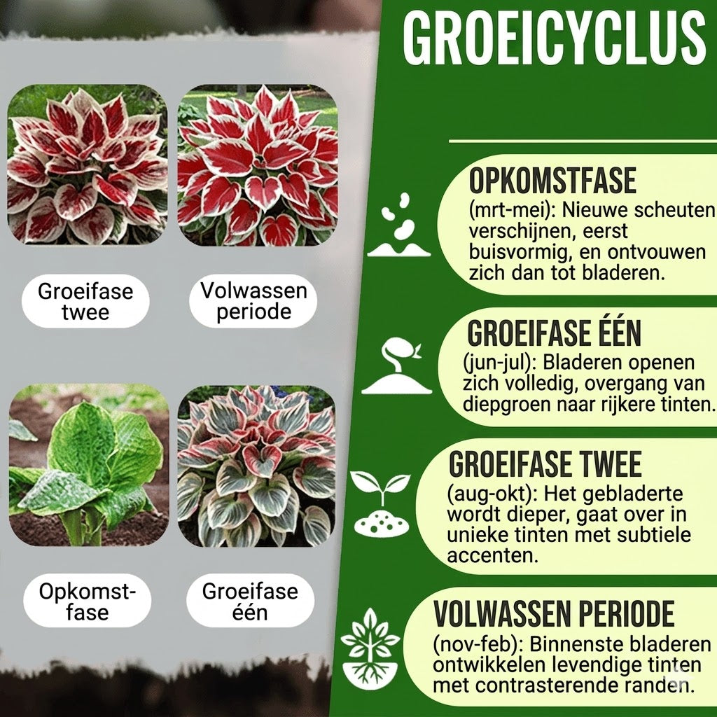 Hoogwaardige, zeldzame, onderhoudsarme premium planten