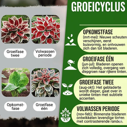Hoogwaardige, zeldzame, onderhoudsarme premium planten
