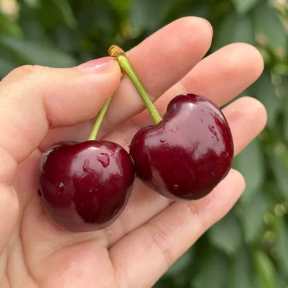 Zoete Kersen Zaden (50st - GMO-vrij)🌿(kunnen in de winter worden geplant)