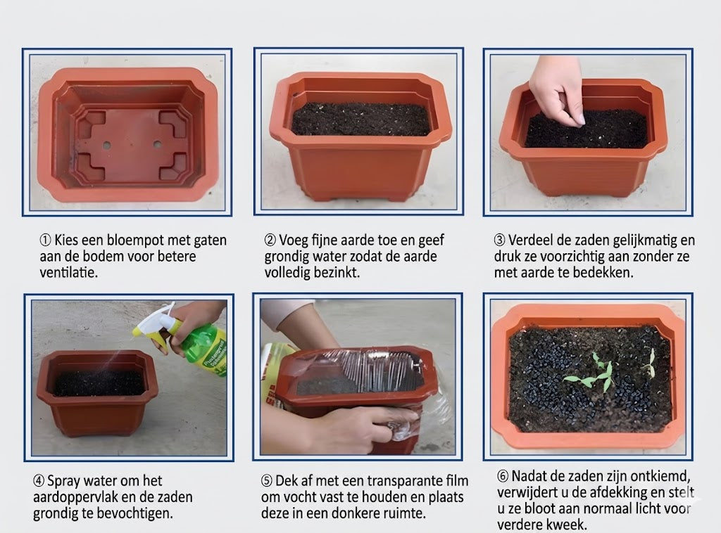 Hoogwaardige, zeldzame, onderhoudsarme premium planten