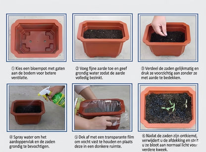 Hoogwaardige, zeldzame, onderhoudsarme premium planten