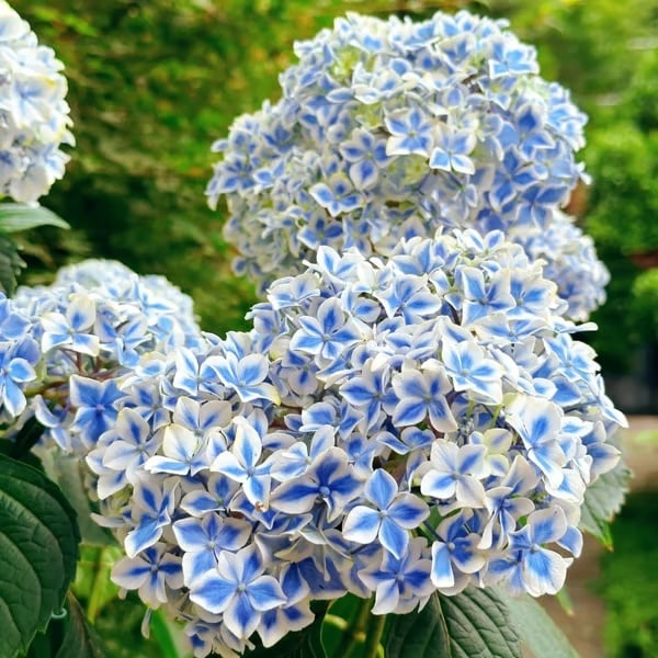 🌈 Kleurrijke Hortensia Zadenmix (60 stuks) – Prachtige en winterharde vaste plantenzaden