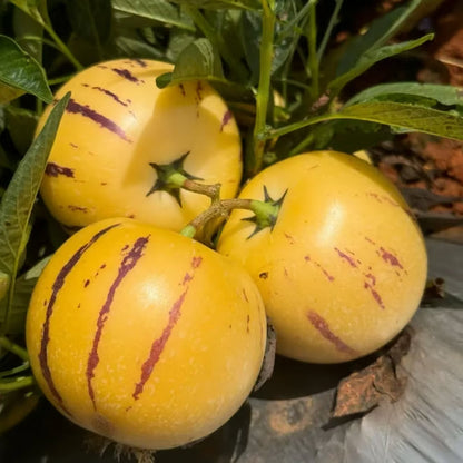 Pepino-Meloen Zadenmix - 1000 Stuks